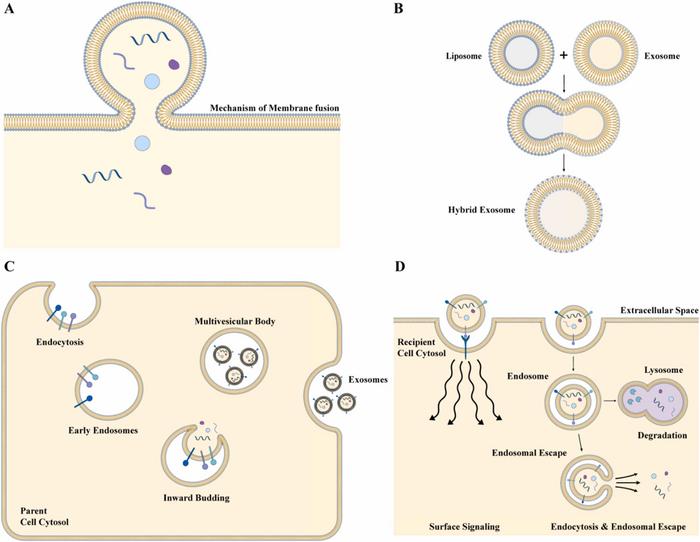 Mechanisms of exosome biogenesis, engineering, and cellular interactions