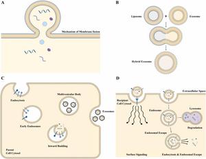 Mechanisms of exosome biogenesis, engineering, and cellular interactions