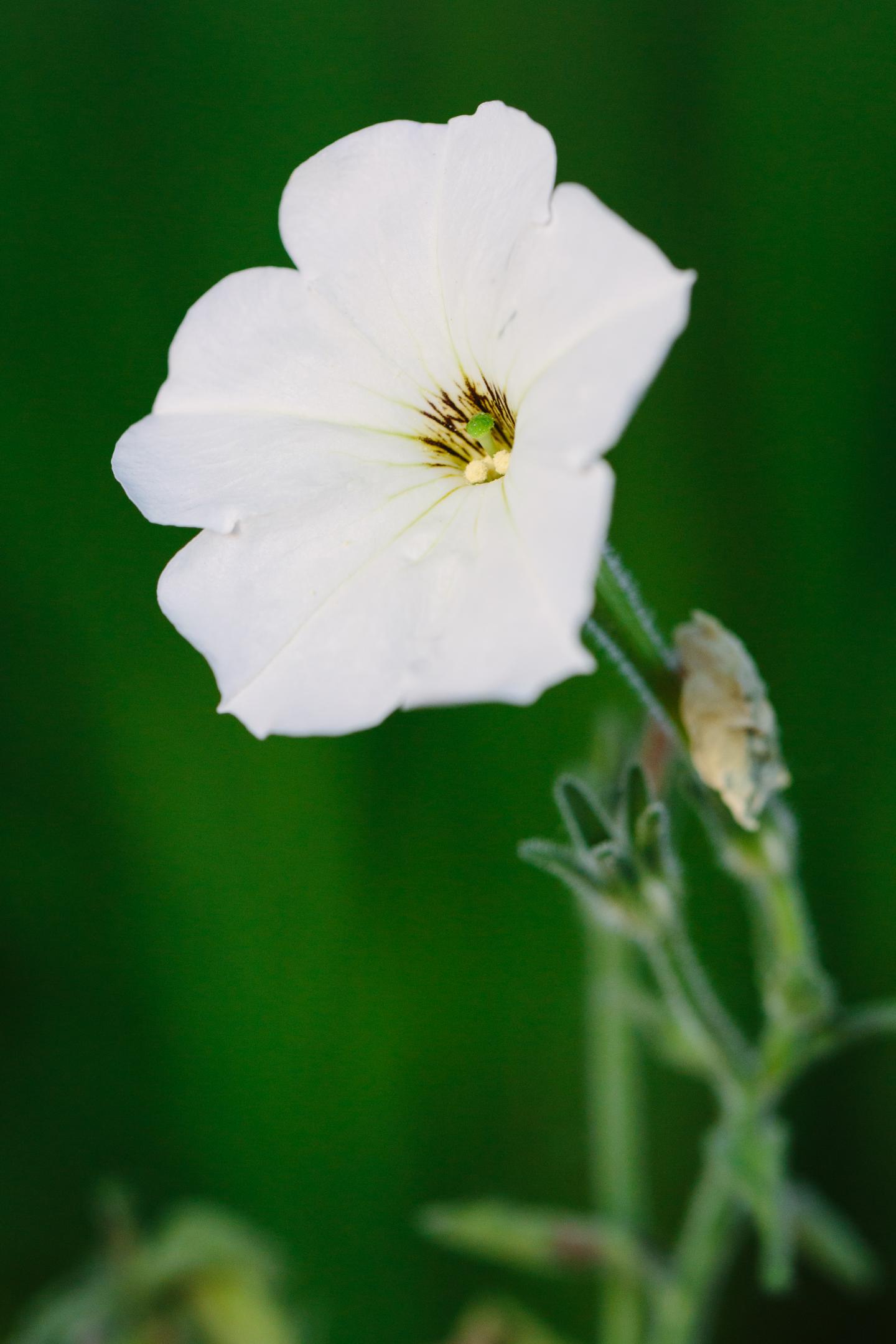 Common Garden Petunia