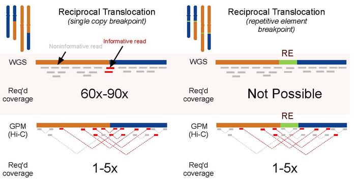 New 3D Genome Mapping Tool Reveals Hidden Complexity in DNA
