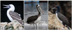 Primary guano-producing bird species