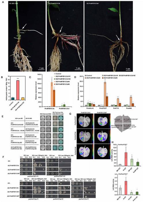 Key EGs and their transcriptional regulatory networks involved in Triterpenoid biosynthesis.