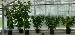 Erecta lines show compact growth habit