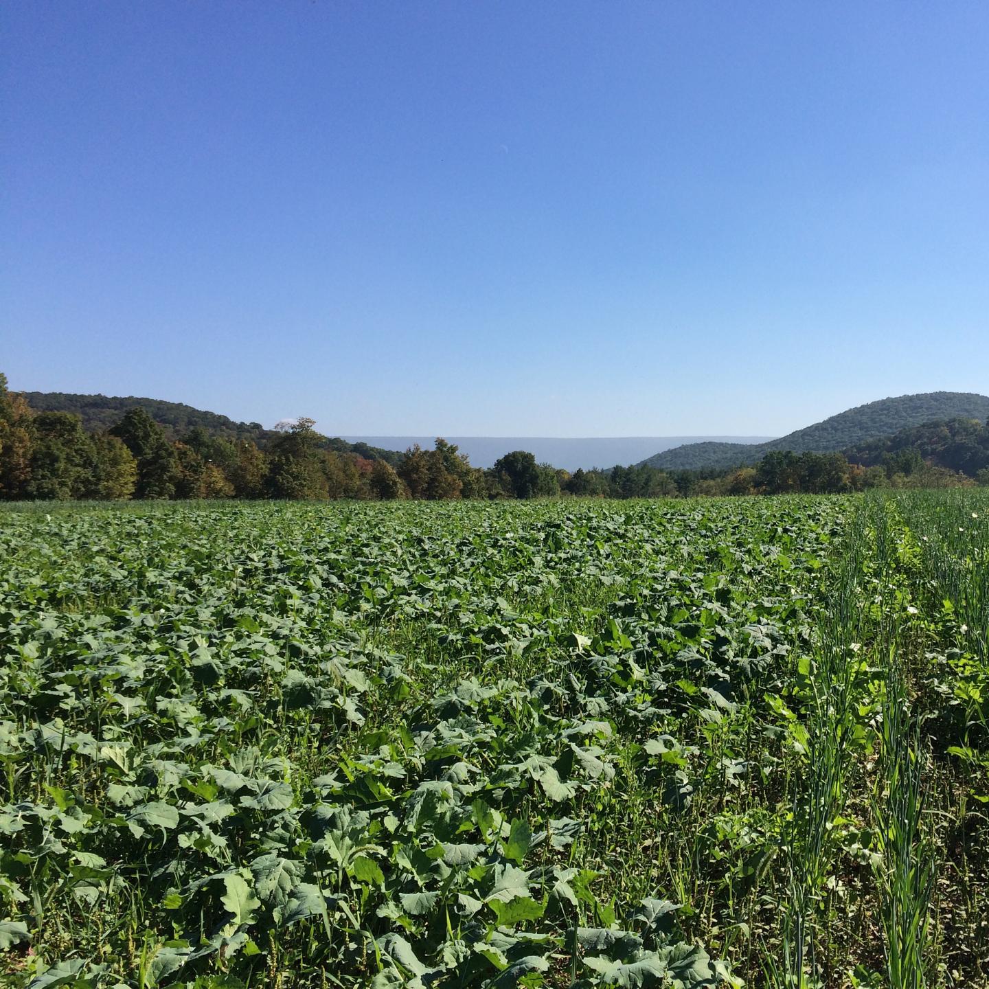 Cover Crops