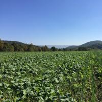 Cover Crops