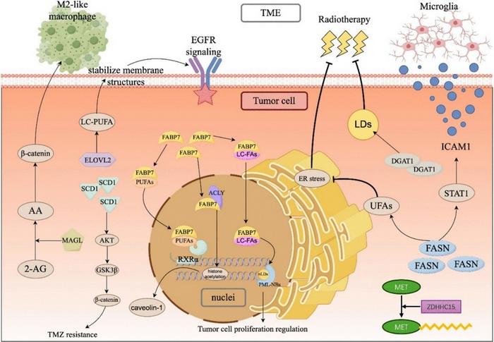 How Fatty Acid Metabolism Drives Glioma Progression and Treatment Resistance
