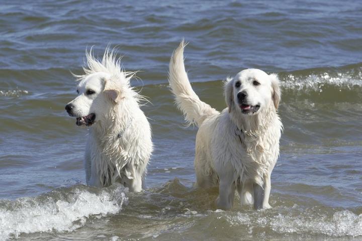 Dogs at Play