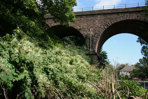 Japanese knotweed 2
