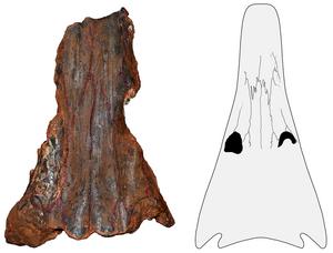 Fossil skull of the ancient marine amphibian Erythrobatrachus