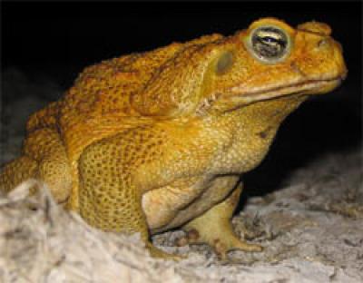 Cane Toad