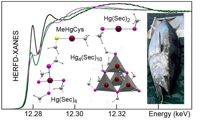 Bluefin tuna detoxify the toxic form of methylmercury