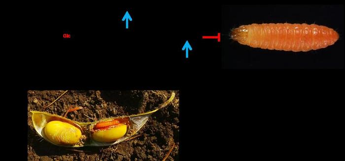 Soyasaponin β-Glucosidase Confers Soybean Resistance to Pod Borer (Leguminivora glycinivorella)