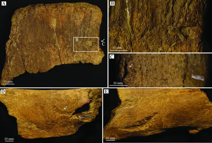 Identification of tooth traces from a Cretaceous (Maastrichtian) Edmontosaurus annectens bonebed in the Lance Formation, Wyoming, U.S.A.