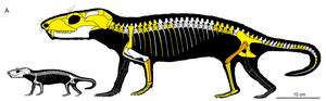 Neonate and adult Chiniquodon theotonicus