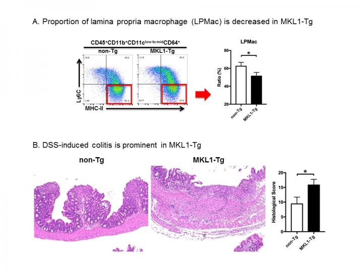 MKL1-Tg