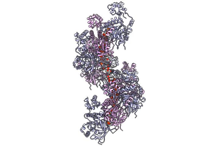 Visualisation of the displacement loop (D-loop) structure of human Rad51 tightly bound to broken DNA