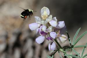 Bumble on a lupin