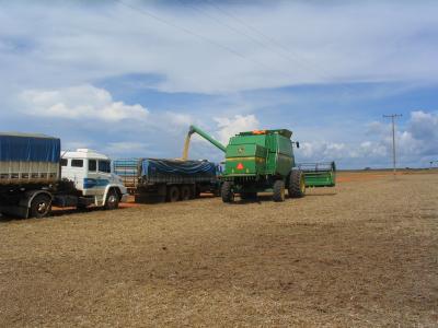 Soybean Harvest
