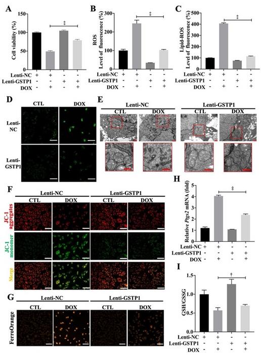 Overexpression of GSTP1 in vivo and in vitro effectively inhibits ferroptosis in cardiomyocytes exposed to DOX treatment.