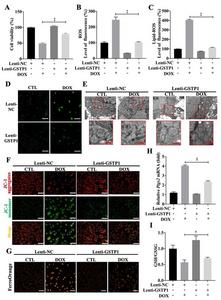 Overexpression of GSTP1 in vivo and in vitro effectively inhibits ferroptosis in cardiomyocytes exposed to DOX treatment.