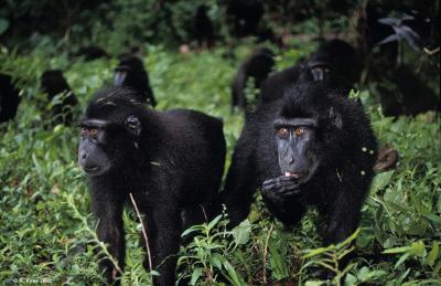 Sulawesi Black Macaques