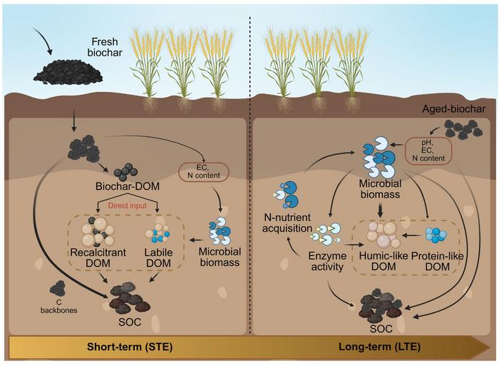 Microbial processing drives humification of dissolved organic matter under long-term biochar application in agricultural soil