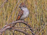 Ash-Throated Flycatcher