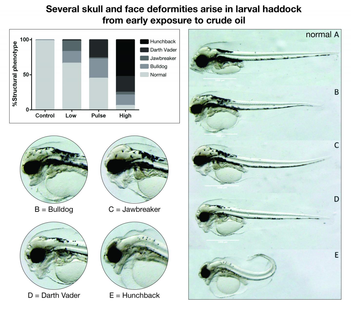 Crude Oil Exposure Causes Deformities in Larval Haddock