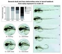 Crude Oil Exposure Causes Deformities in Larval Haddock