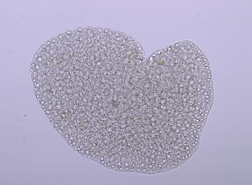 <em>Trichoplax</em> under the Microscope