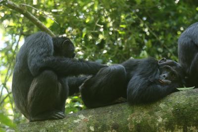 Grooming
