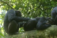 Grooming