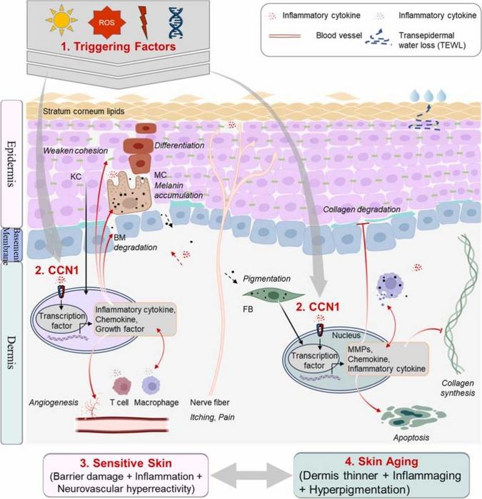 Graphical Abstract