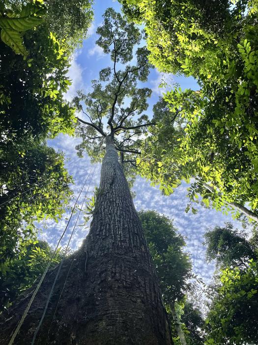 A 57m tall Dipterocarp tree