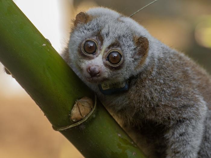 Nishat, one of the two Bengal slow lorises to survive being released