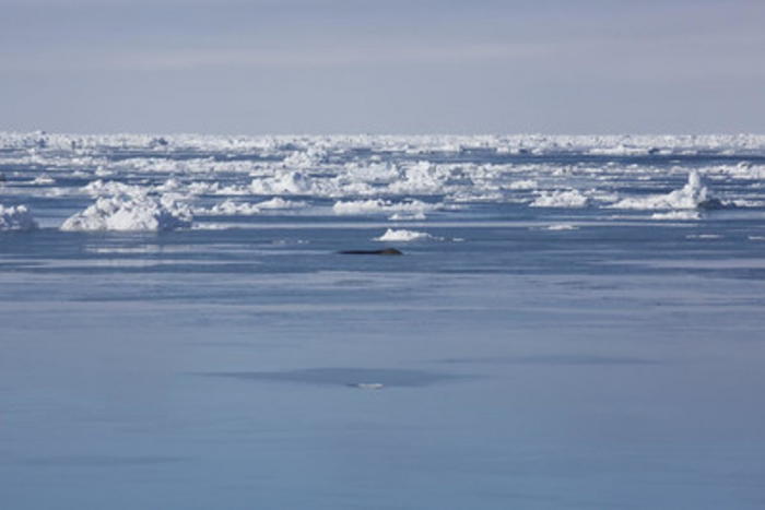 Bowhead surfacing