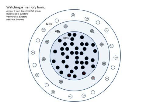 How Neurons Aid Memory Formation