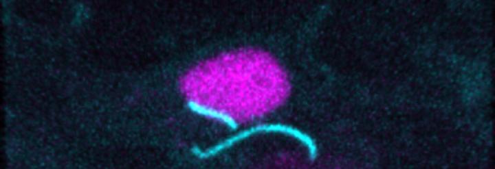 A Cell with Cilia