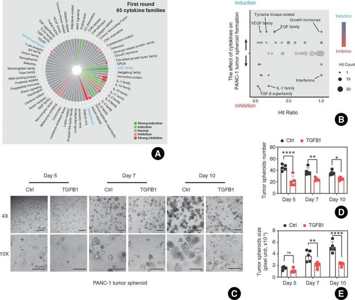 TGFB1 inhibits the growth of pancreatic tumor spheroids derived from PANC-1 cells (first-round screening, 10-d culture)