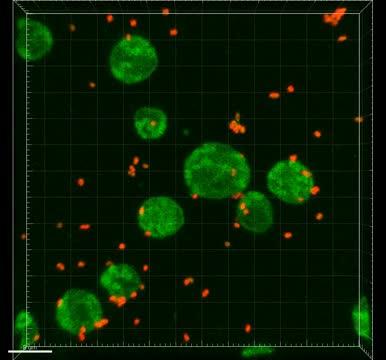<em>Blastocystis</em> Interacting with Bifidobacterium