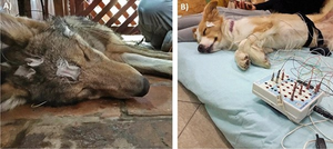 A sleeping young wolf and dog