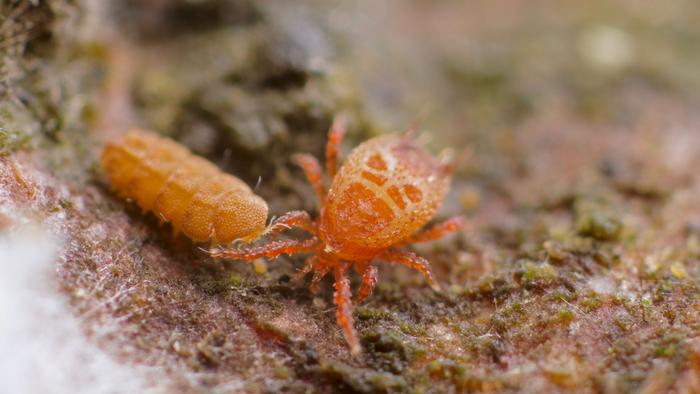 Predatory soil mite and pauropod