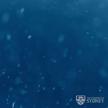 What Is Marine Snow?