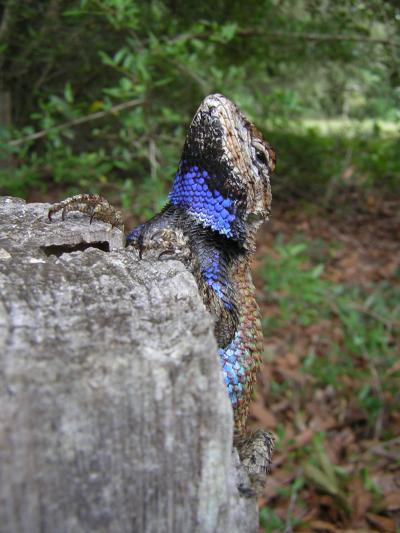 Fence Lizard (2 of 2)