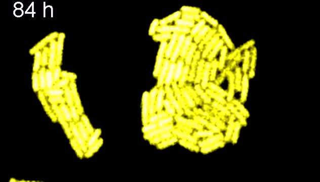 Cyanobacteria