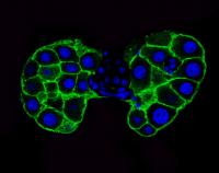 Prothoracic Gland