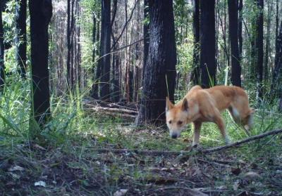 A Dingo