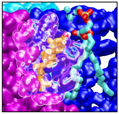 Protein-Cholesterol Interactions