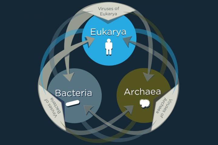 Viruses Share Genes with Organisms across the Tree of Life