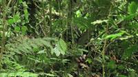 Chimpanzees Feeding